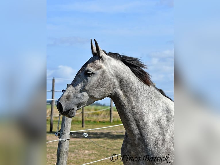 Andalusiër Merrie 6 Jaar 157 cm Schimmel in Wiebelsheim