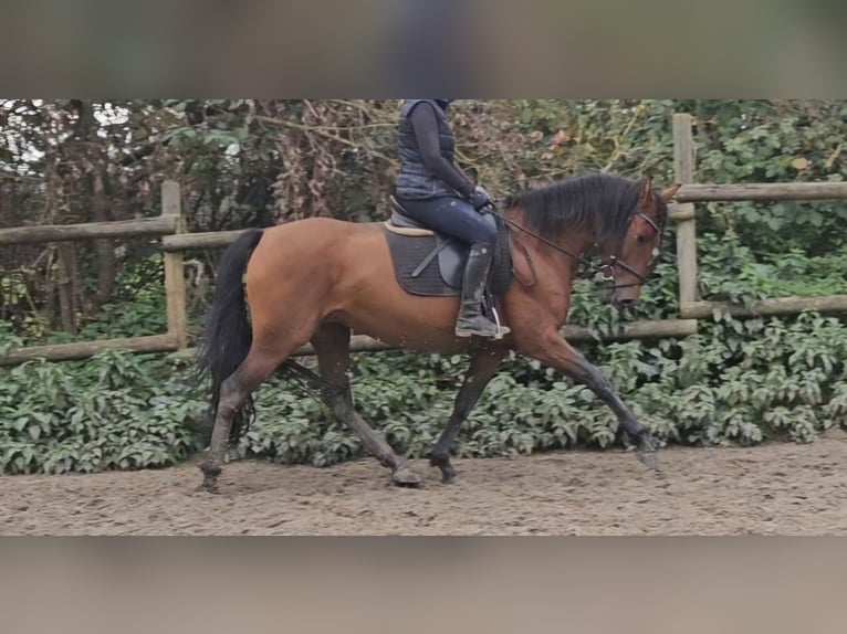 Andalusiër Merrie 6 Jaar 158 cm Bruin in Nettetal