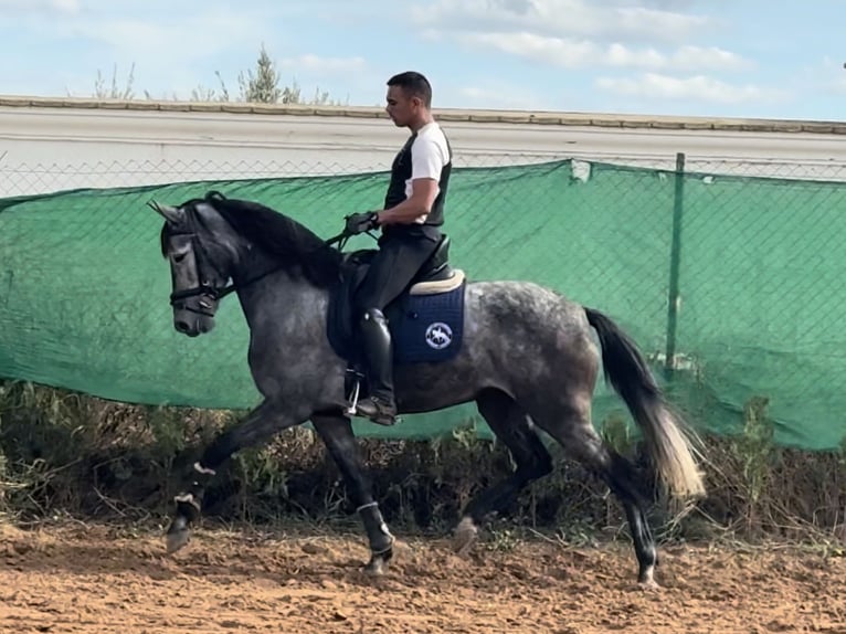 Andalusiër Mix Merrie 6 Jaar 158 cm Schimmel in Sevilla