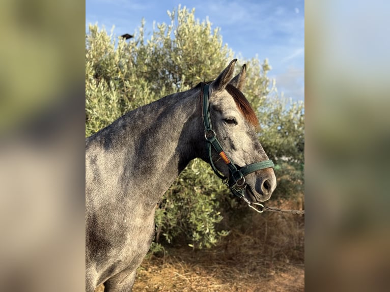 Andalusiër Mix Merrie 6 Jaar 158 cm Schimmel in Sevilla