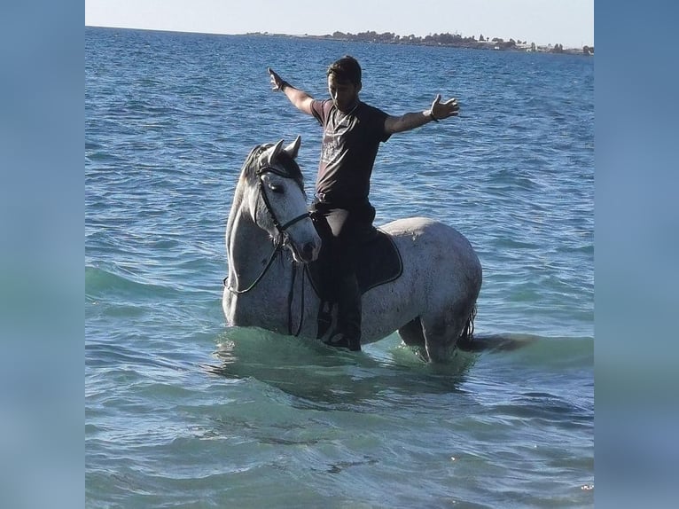 Andalusiër Merrie 6 Jaar 158 cm Schimmel in Adra Almeria