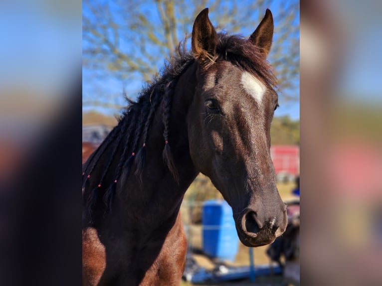 Andalusiër Merrie 6 Jaar 158 cm Zwart in Ludwigsfelde