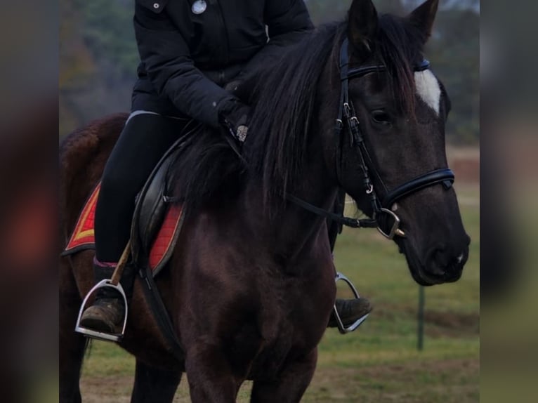 Andalusiër Merrie 6 Jaar 158 cm Zwart in Ludwigsfelde