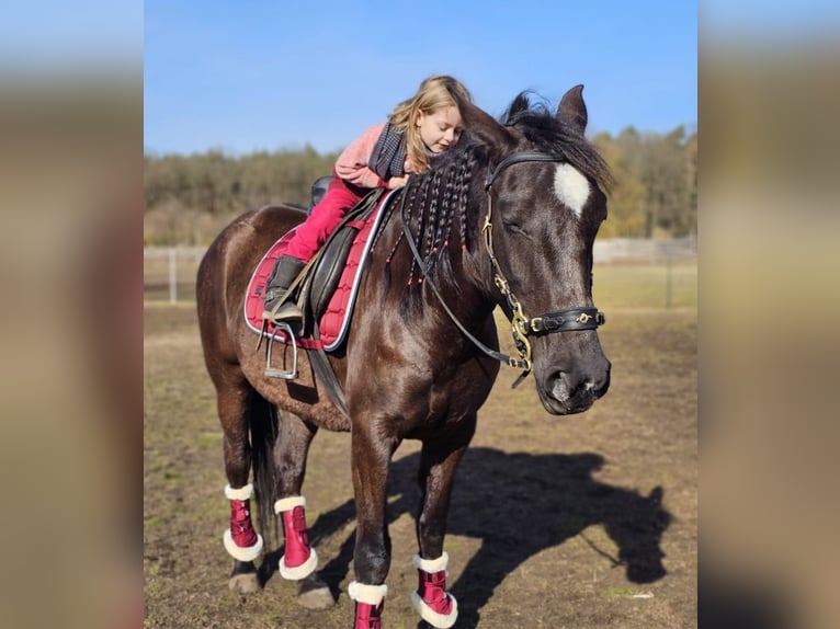 Andalusiër Merrie 6 Jaar 158 cm Zwart in Ludwigsfelde