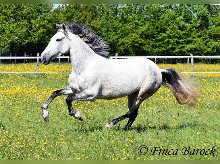 Andalusiër Merrie 6 Jaar 159 cm Schimmel in Wiebelsheim