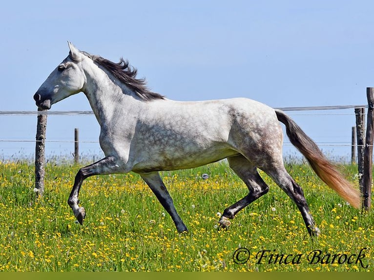Andalusiër Merrie 6 Jaar 159 cm Schimmel in Wiebelsheim