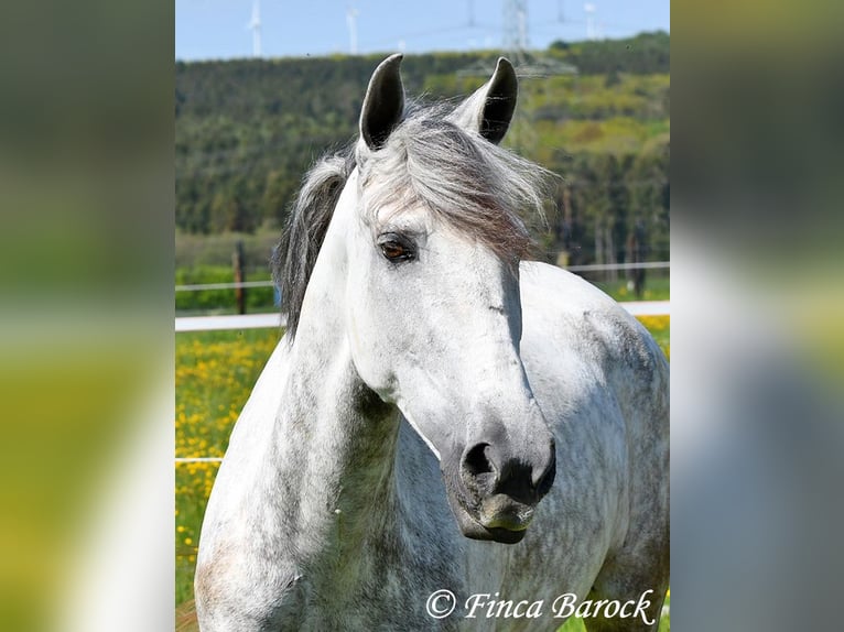 Andalusiër Merrie 6 Jaar 159 cm Schimmel in Wiebelsheim