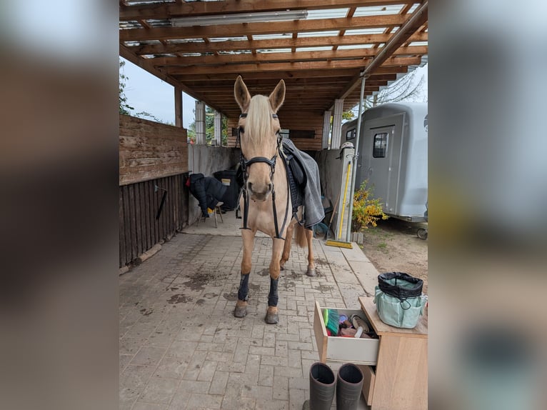 Andalusiër Merrie 6 Jaar 160 cm Palomino in Darmstadt