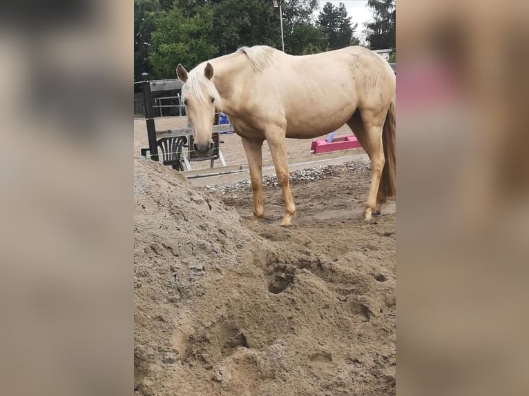 Andalusiër Merrie 6 Jaar 160 cm Palomino in Darmstadt