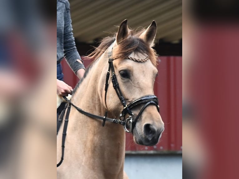 Andalusiër Merrie 6 Jaar 161 cm Falbe in Provinz Malaga