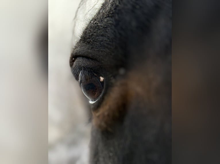 Andalusiër Merrie 6 Jaar 163 cm Bruin in AchstettenAchstetten