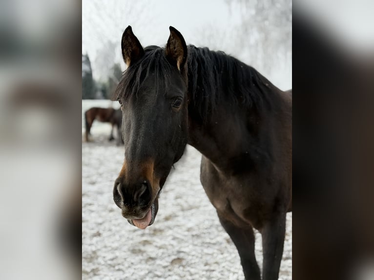 Andalusiër Merrie 6 Jaar 163 cm Bruin in AchstettenAchstetten