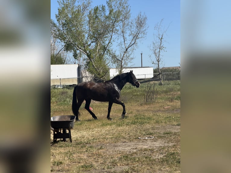 Andalusiër Merrie 6 Jaar 163 cm Donkere-vos in Manteca