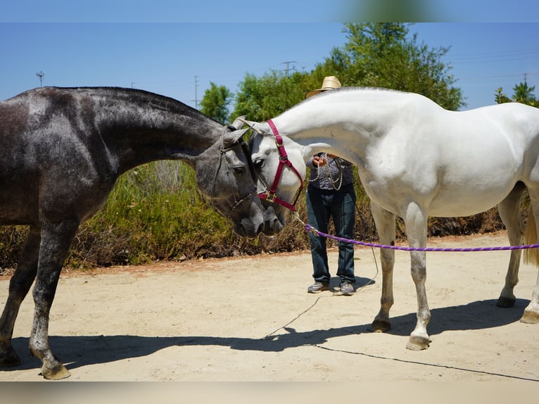 Andalusiër Merrie 6 Jaar 163 cm Schimmel in Corona, CA