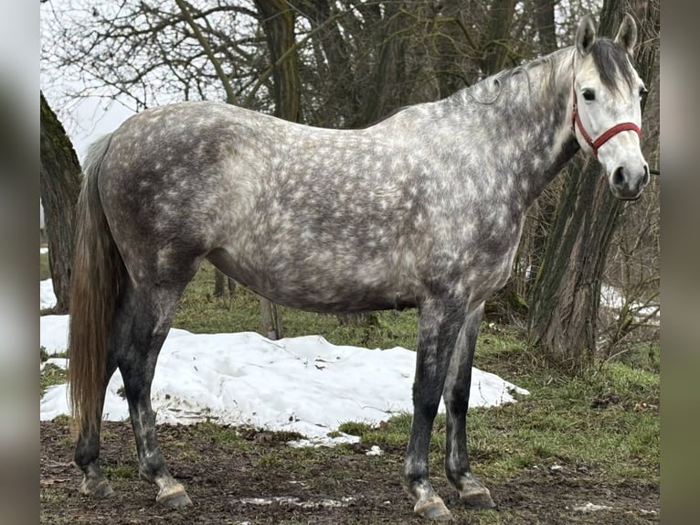 Andalusiër Mix Merrie 6 Jaar 163 cm Schimmel in Váckisújfalu