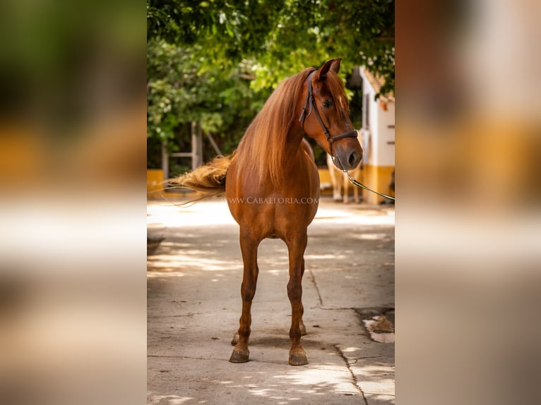 Andalusiër Merrie 6 Jaar 167 cm Vos in Rafelguaraf