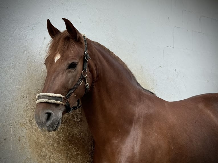 Andalusiër Merrie 6 Jaar 168 cm Vos in Valencia