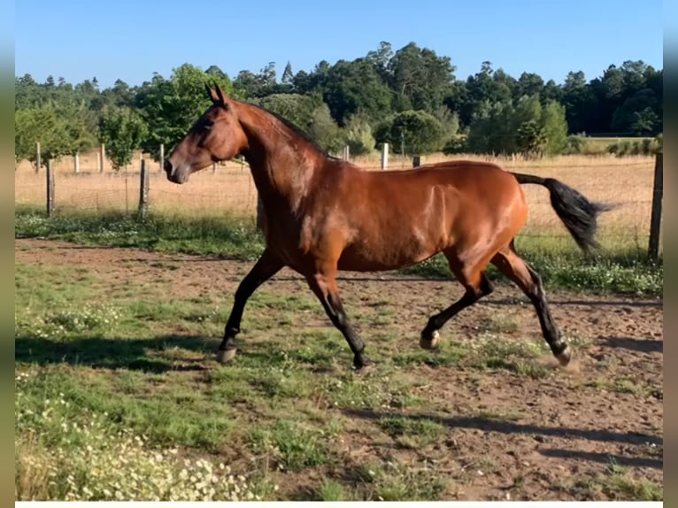 Andalusiër Merrie 6 Jaar 169 cm Bruin in Puertollano