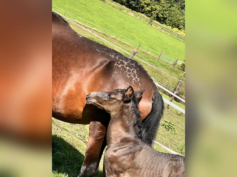 Andalusiër Mix Merrie 7 Jaar 142 cm Bruin in Aachen