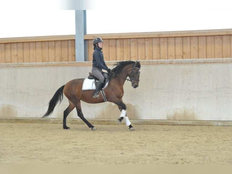 Andalusiër Merrie 7 Jaar 152 cm Bruin in Wellheim