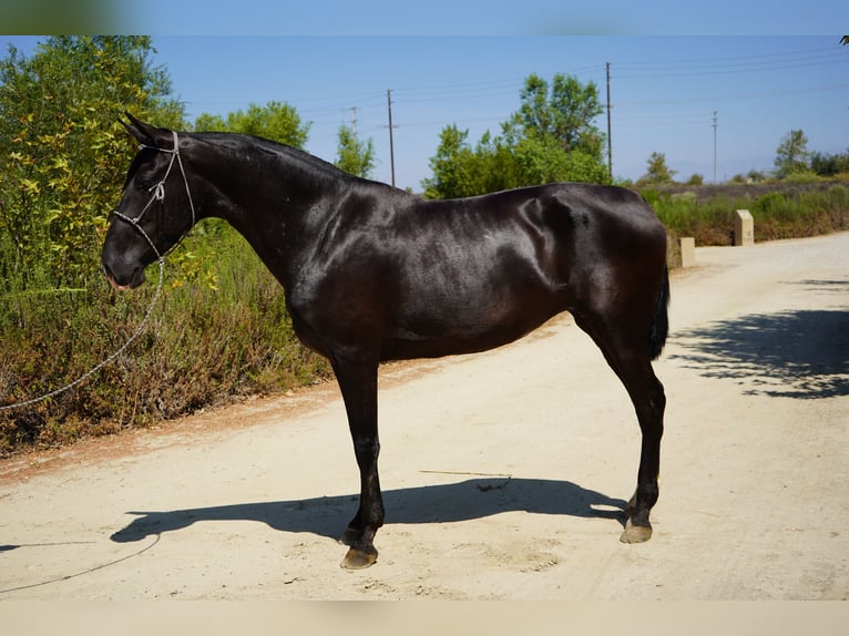 Andalusiër Merrie 7 Jaar 152 cm Zwart in Corona