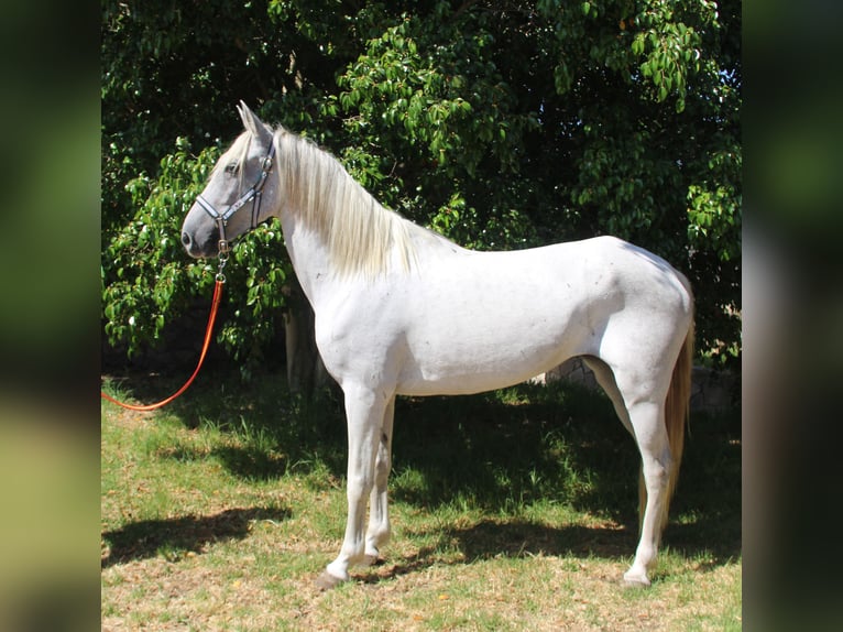 Andalusiër Merrie 7 Jaar 153 cm Schimmel in Vejer de la Frontera