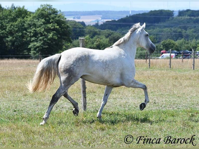 Andalusiër Merrie 7 Jaar 155 cm Schimmel in Wiebelsheim