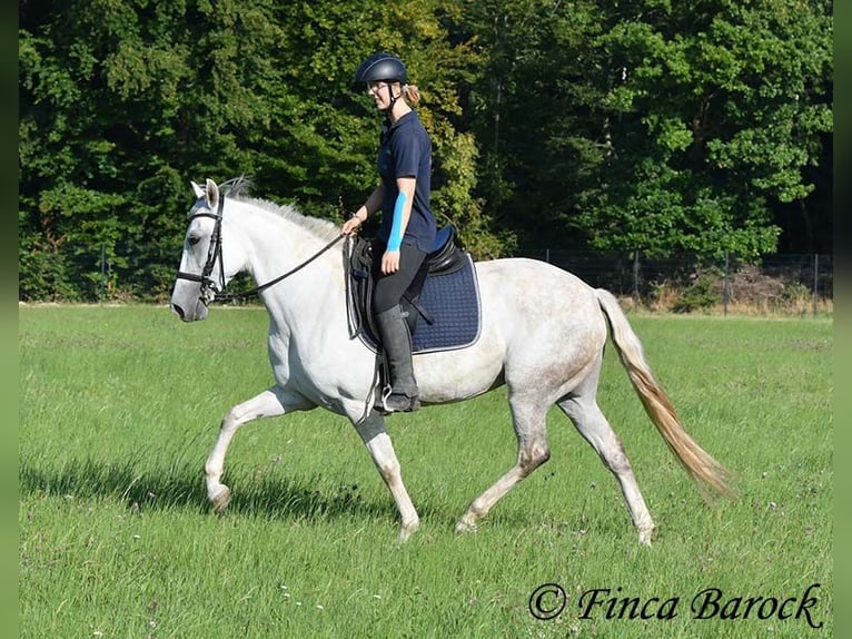 Andalusiër Merrie 7 Jaar 155 cm Schimmel in Wiebelsheim