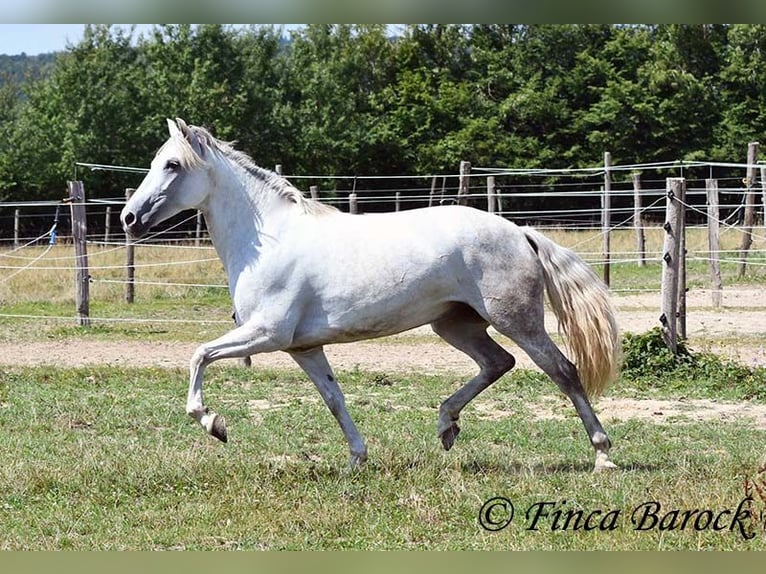 Andalusiër Merrie 7 Jaar 155 cm Schimmel in Wiebelsheim