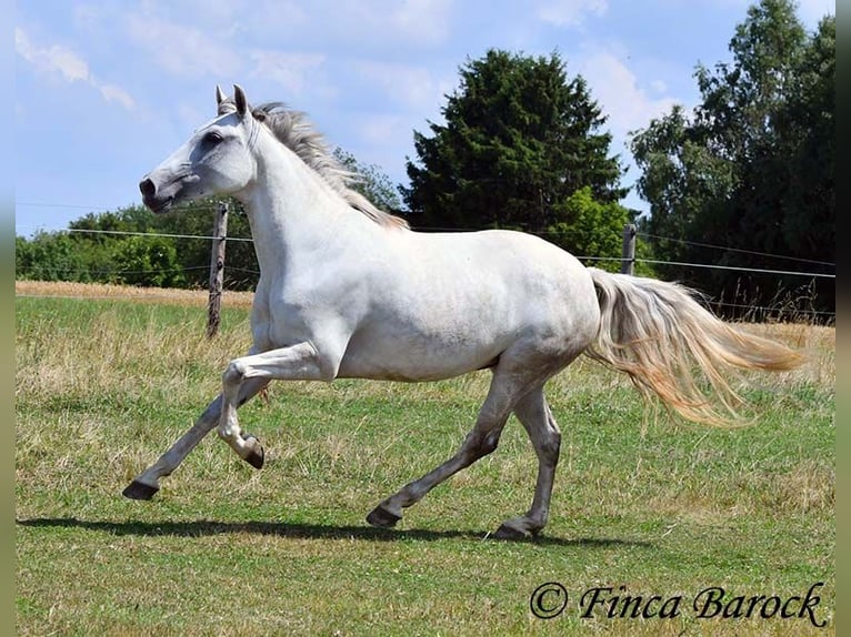 Andalusiër Merrie 7 Jaar 155 cm Schimmel in Wiebelsheim