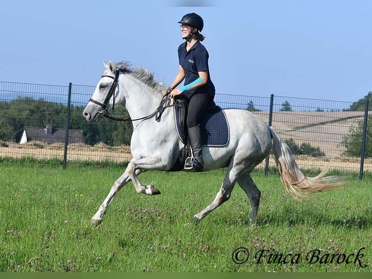 Andalusiër Merrie 7 Jaar 155 cm Schimmel in Wiebelsheim