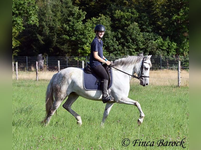Andalusiër Merrie 7 Jaar 155 cm Schimmel in Wiebelsheim