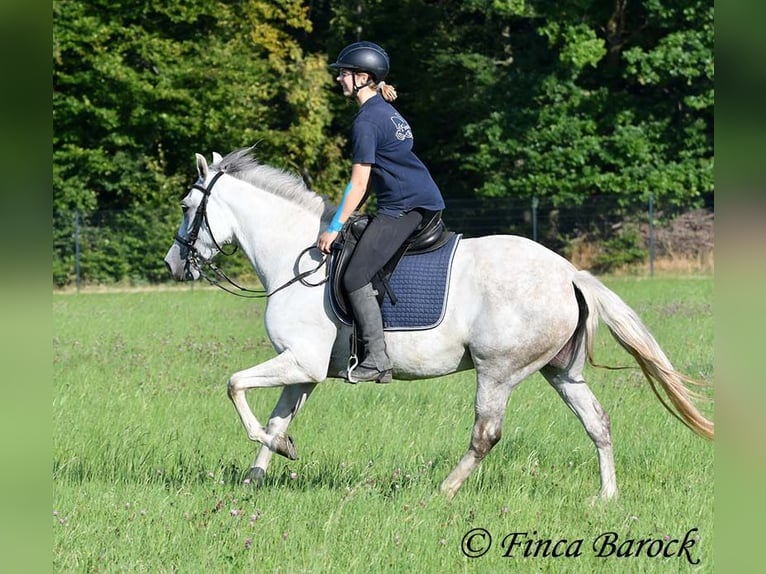 Andalusiër Merrie 7 Jaar 155 cm Schimmel in Wiebelsheim