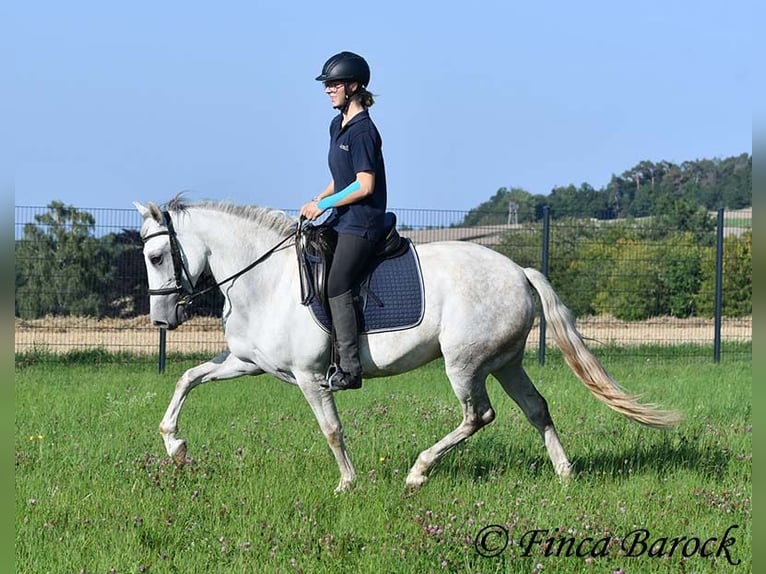 Andalusiër Merrie 7 Jaar 155 cm Schimmel in Wiebelsheim