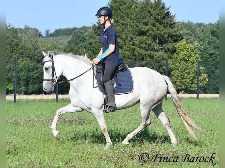 Andalusiër Merrie 7 Jaar 155 cm Schimmel in Wiebelsheim