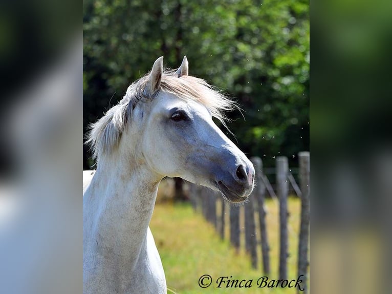 Andalusiër Merrie 7 Jaar 155 cm Schimmel in Wiebelsheim