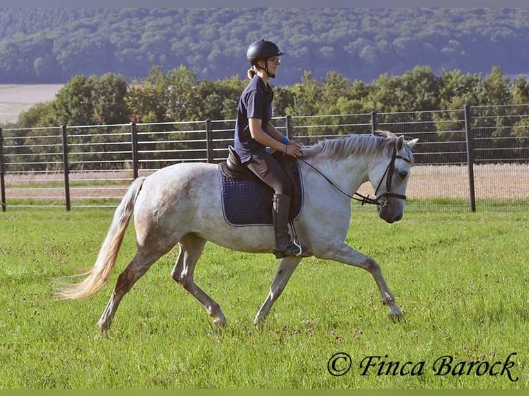 Andalusiër Merrie 7 Jaar 155 cm Schimmel in Wiebelsheim