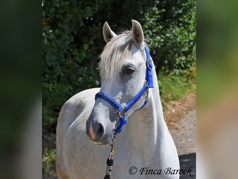 Andalusiër Merrie 7 Jaar 155 cm Schimmel in Wiebelsheim