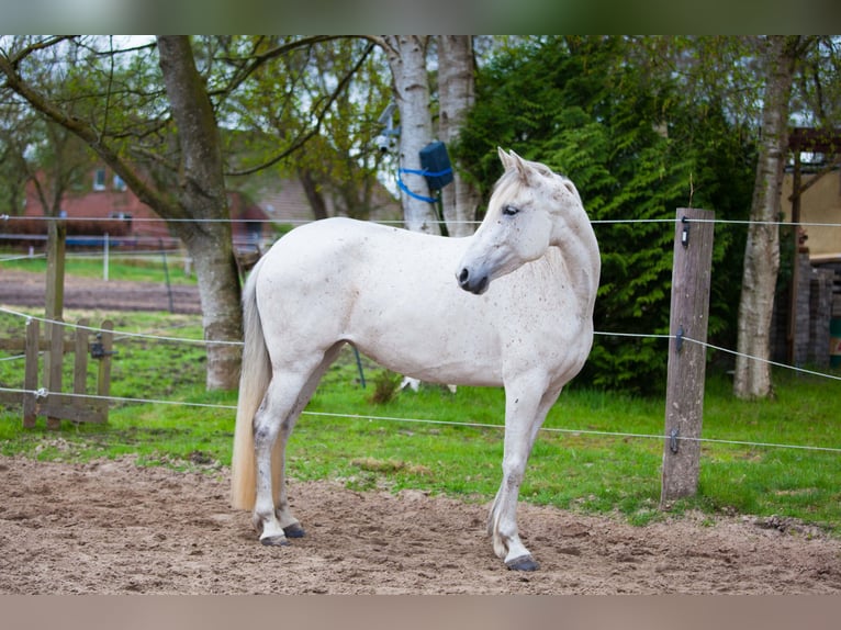Andalusiër Merrie 7 Jaar 155 cm Schimmel in Heiden