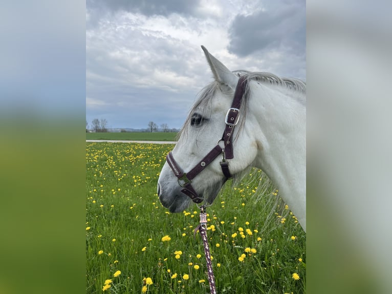 Andalusiër Merrie 7 Jaar 155 cm Schimmel in Germaringen