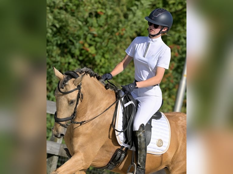 Andalusiër Mix Merrie 7 Jaar 156 cm Buckskin in Rinsumageast