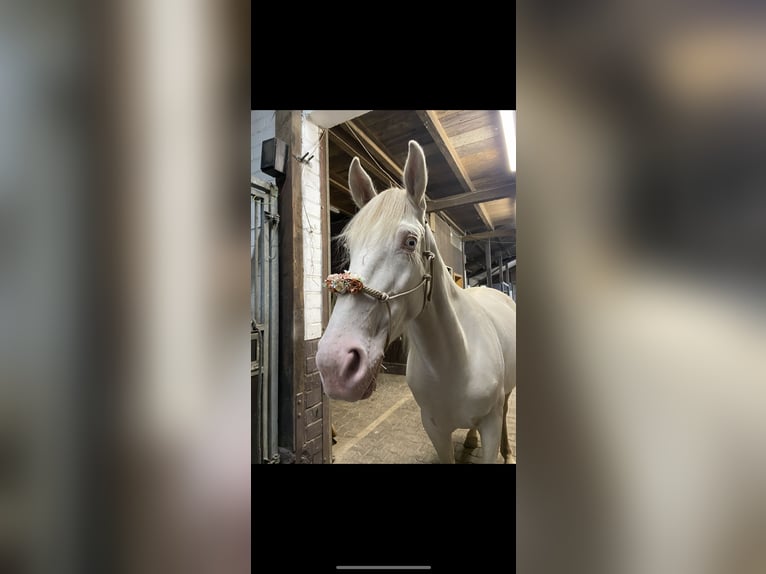 Andalusiër Merrie 7 Jaar 156 cm Cremello in Bergheim