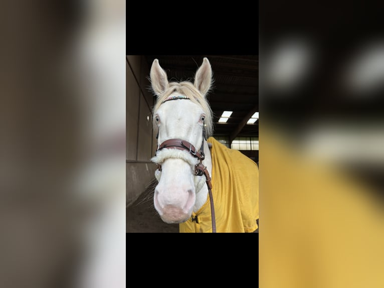 Andalusiër Merrie 7 Jaar 156 cm Cremello in Bergheim