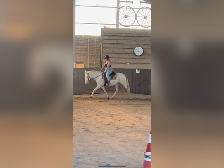 Andalusiër Merrie 7 Jaar 156 cm Cremello in Bergheim