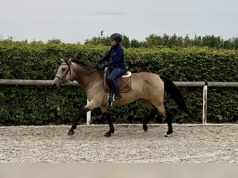 Andalusiër Merrie 7 Jaar 156 cm Falbe in Neustadt (Wied)