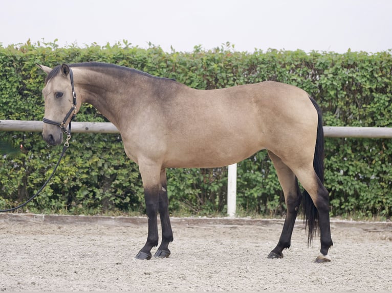 Andalusiër Merrie 7 Jaar 156 cm Falbe in Neustadt (Wied)