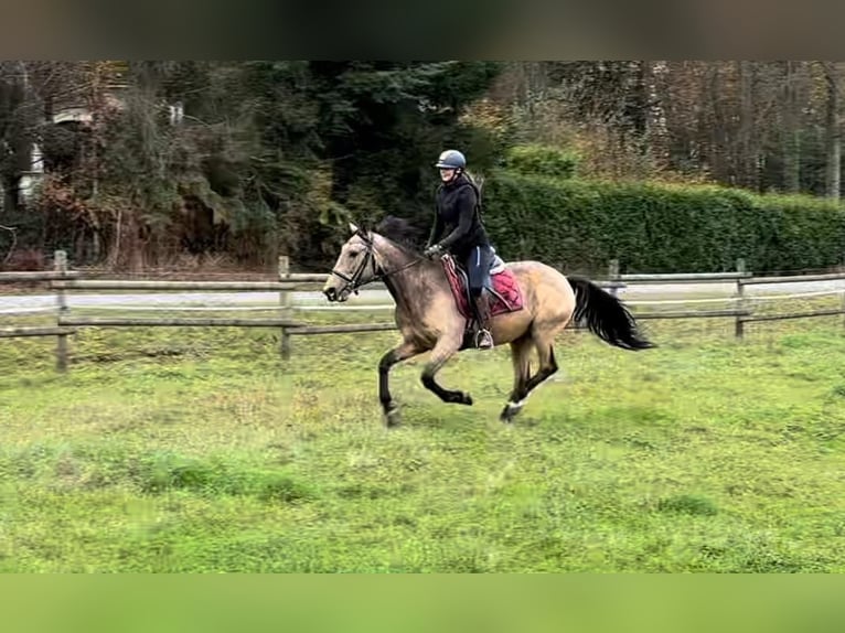 Andalusiër Merrie 7 Jaar 156 cm Falbe in Neustadt (Wied)