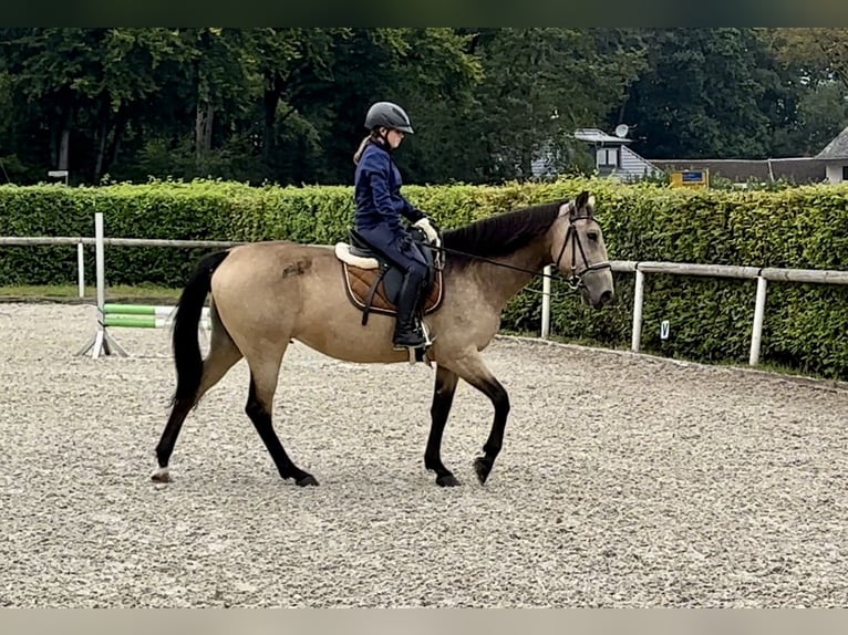 Andalusiër Merrie 7 Jaar 156 cm Falbe in Neustadt (Wied)