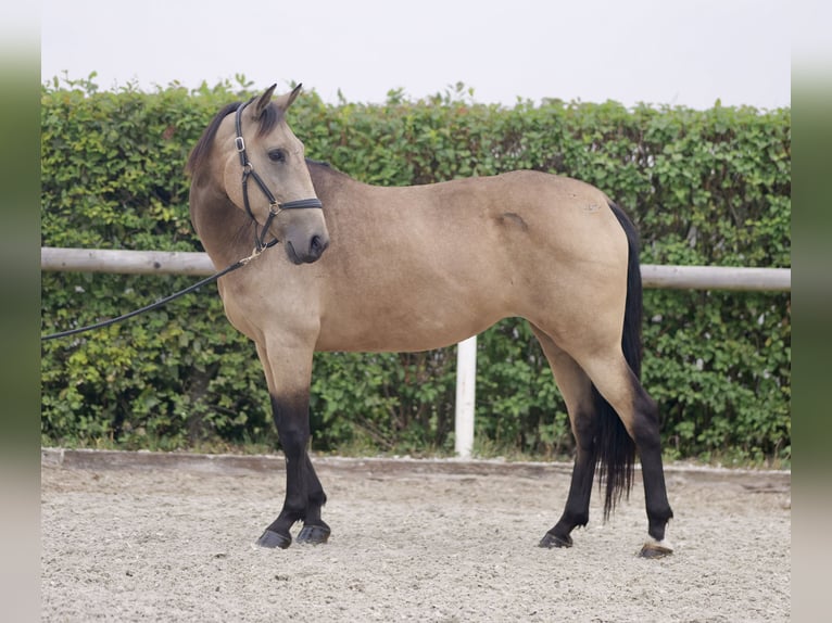 Andalusiër Merrie 7 Jaar 156 cm Falbe in Neustadt (Wied)