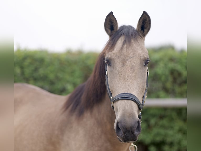 Andalusiër Merrie 7 Jaar 156 cm Falbe in Neustadt (Wied)